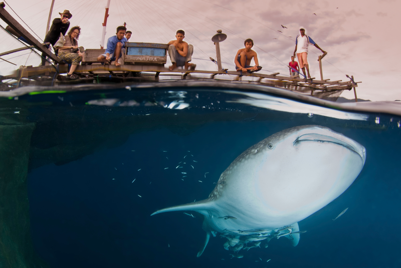 Whale shark in Cendrawasih Bay, part of the Bird’s Head Seascape. Image: Burt Jones and Maurine Shimlock